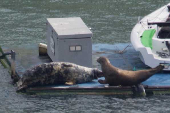 22 April 2022 - 10-06-34

-----------------------
Seals disrupt play at RDYC